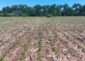 Agro-Dólares: La siembra avanza a ritmo récord y promete una cosecha de 52 M de toneladas.