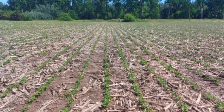 Agro-Dólares: La siembra avanza a ritmo récord y promete una cosecha de 52 M de toneladas.