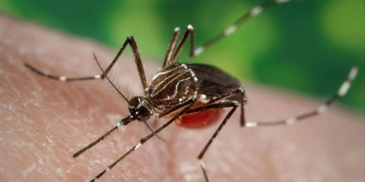 Verano sin colapsos: La vacunación y el clima frenaron el brote.