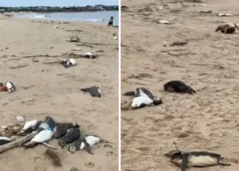 Alarmante hallazgo de pingüinos muertos en la Patagonia: organizaciones ambientales activan alertas