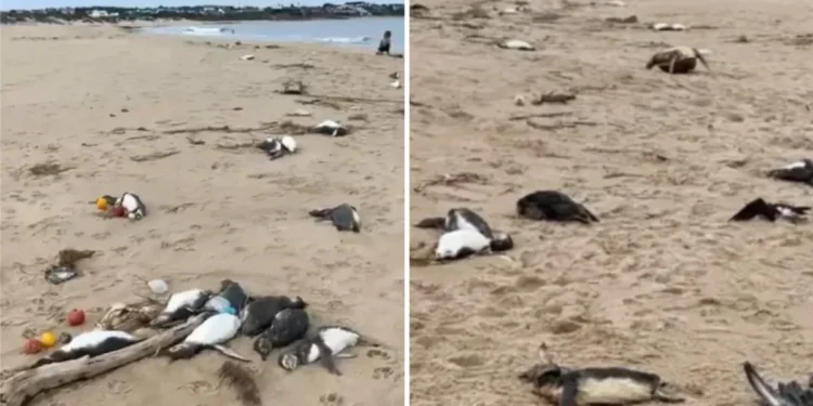 Alarmante hallazgo de pingüinos muertos en la Patagonia: organizaciones ambientales activan alertas
