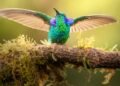 El simbolismo de la aparición de un colibrí en el jardín