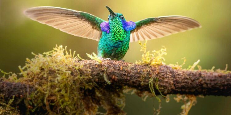El simbolismo de la aparición de un colibrí en el jardín