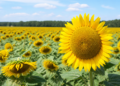 Aumento notable en las exportaciones de girasol