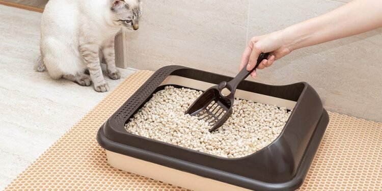 Veterinarios aseguran que la falta de uso del arenero en gatos tiene explicaciones más profundas
