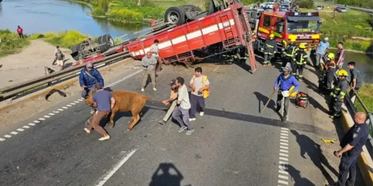 Accidente de camión con ganado en Rosario: cinco detenidos por robo