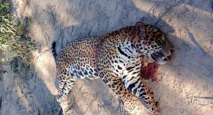 Un fallo ejemplar por la muerte de un yaguareté expuso la necesidad de renovar una ley para proteger a las especies en peligro