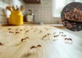 No deseches el café usado: descubre cómo utilizarlo para repeler hormigas en la cocina