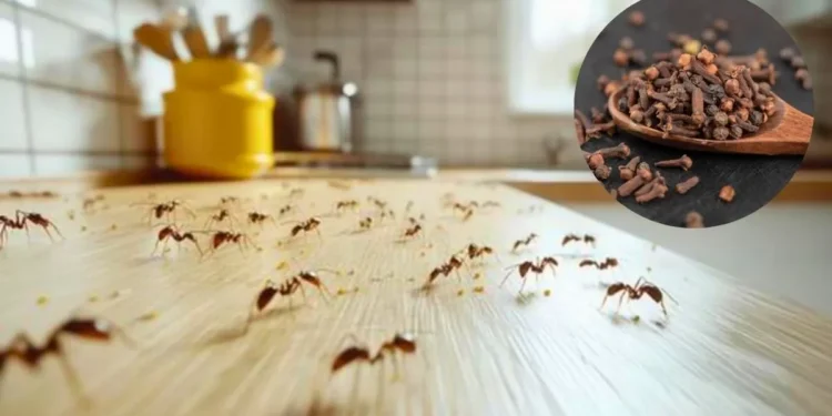 No deseches el café usado: descubre cómo utilizarlo para repeler hormigas en la cocina