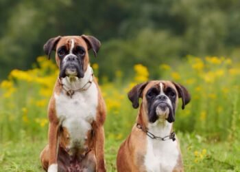 Los veterinarios advierten sobre el Boxer: “No es ideal que pase largas horas solo, ya que requiere compañía”
