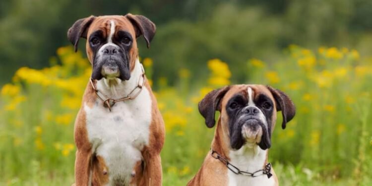 Los veterinarios advierten sobre el Boxer: “No es ideal que pase largas horas solo, ya que requiere compañía”