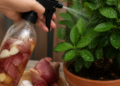 Los beneficios de rociar plantas con agua de cáscaras de cebolla y ajo